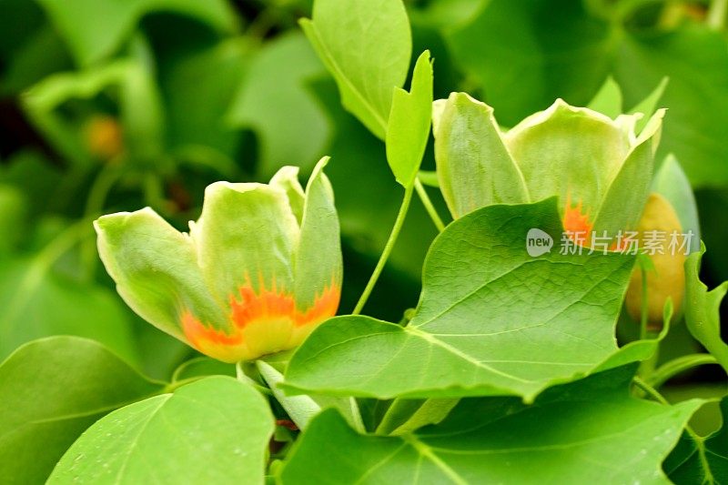 郁金香树花/鹅掌楸